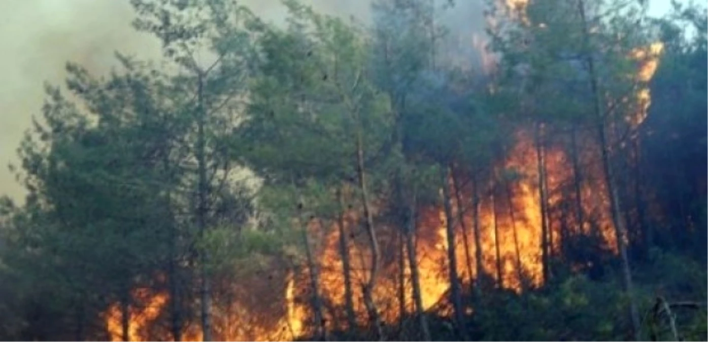 Suriye Sınırındaki Orman Yangını