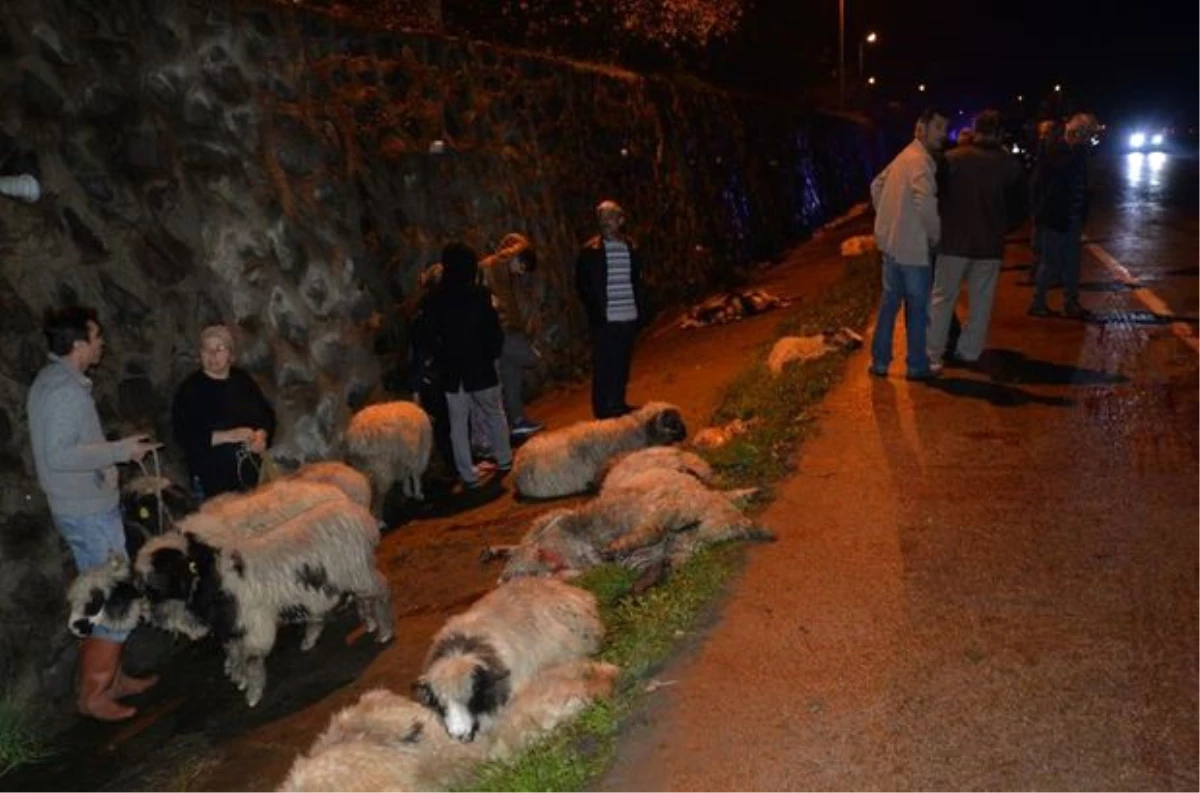 Yolcu Otobüsünün Çarptığı 30 Koyun Telef Oldu