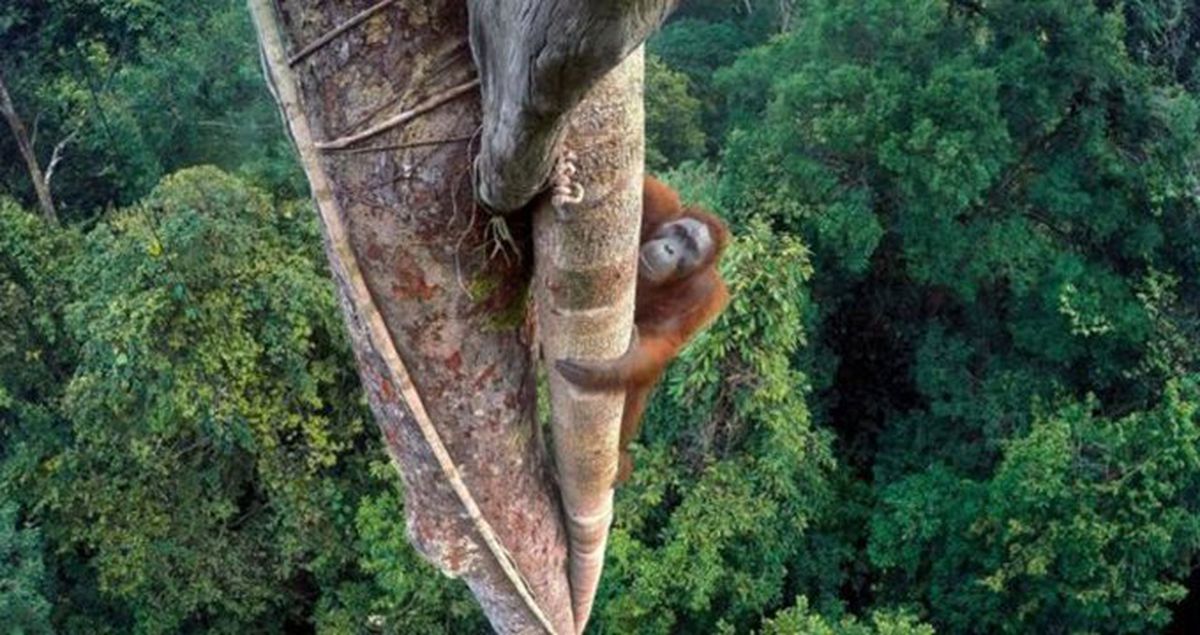 50 Metre Yükseğe Tırmandı! Çektiği Fotoğrafla Ödüldü