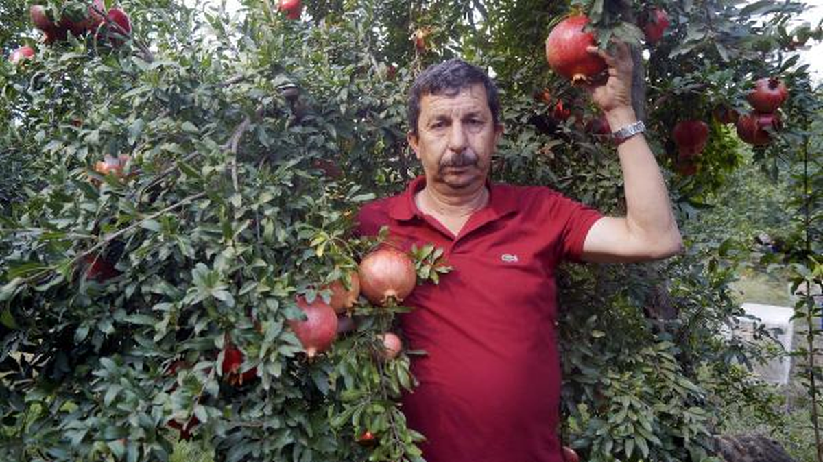 Finikeli Üretici Narı Maliyetine Satıyor
