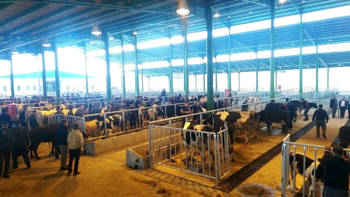 İzmit\'te Hayvan Satışları Düzene Girdi