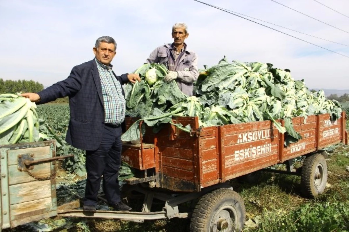 Kış Sebzeleri Çiftçinin Yüzünü Güldürdü