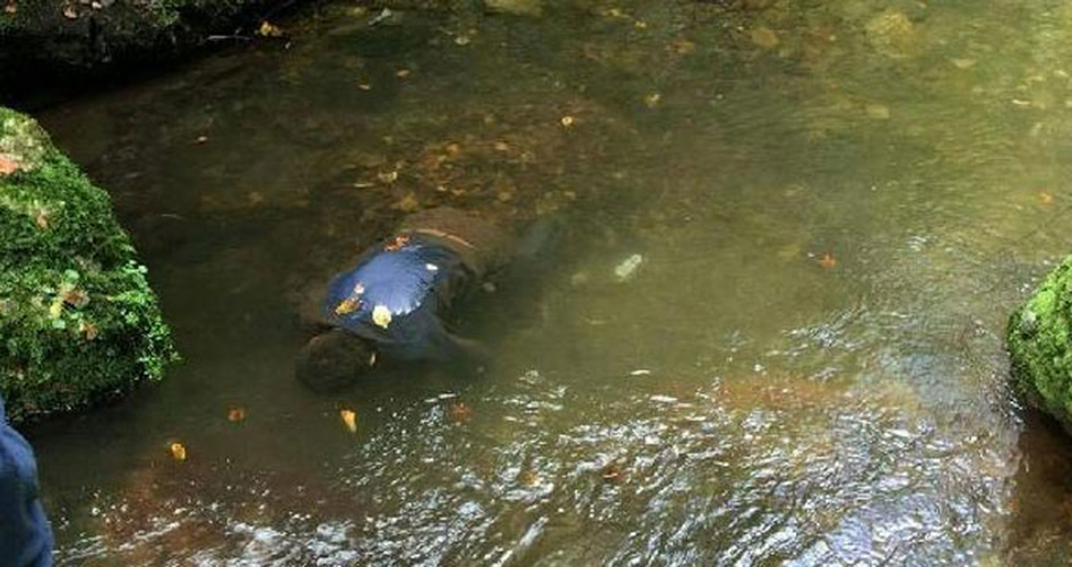 Mantar Toplarken Kaybolan Emekli Madencinin Cesedi Bulundu