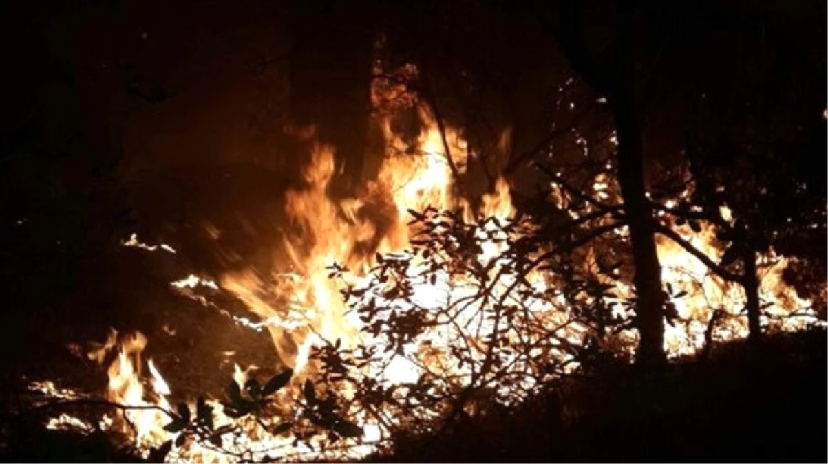 Marmaris\'te Orman Yangını