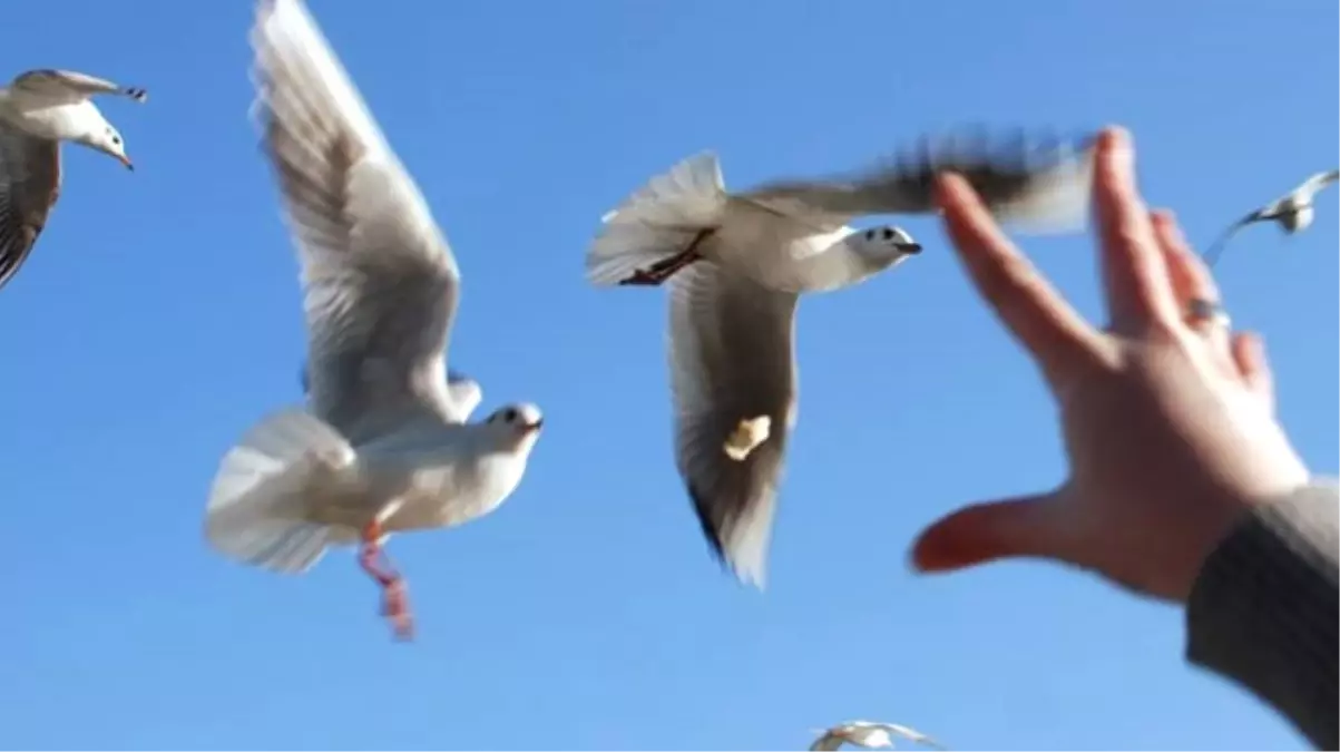 Martıya Simit Atarken Denize Düştü