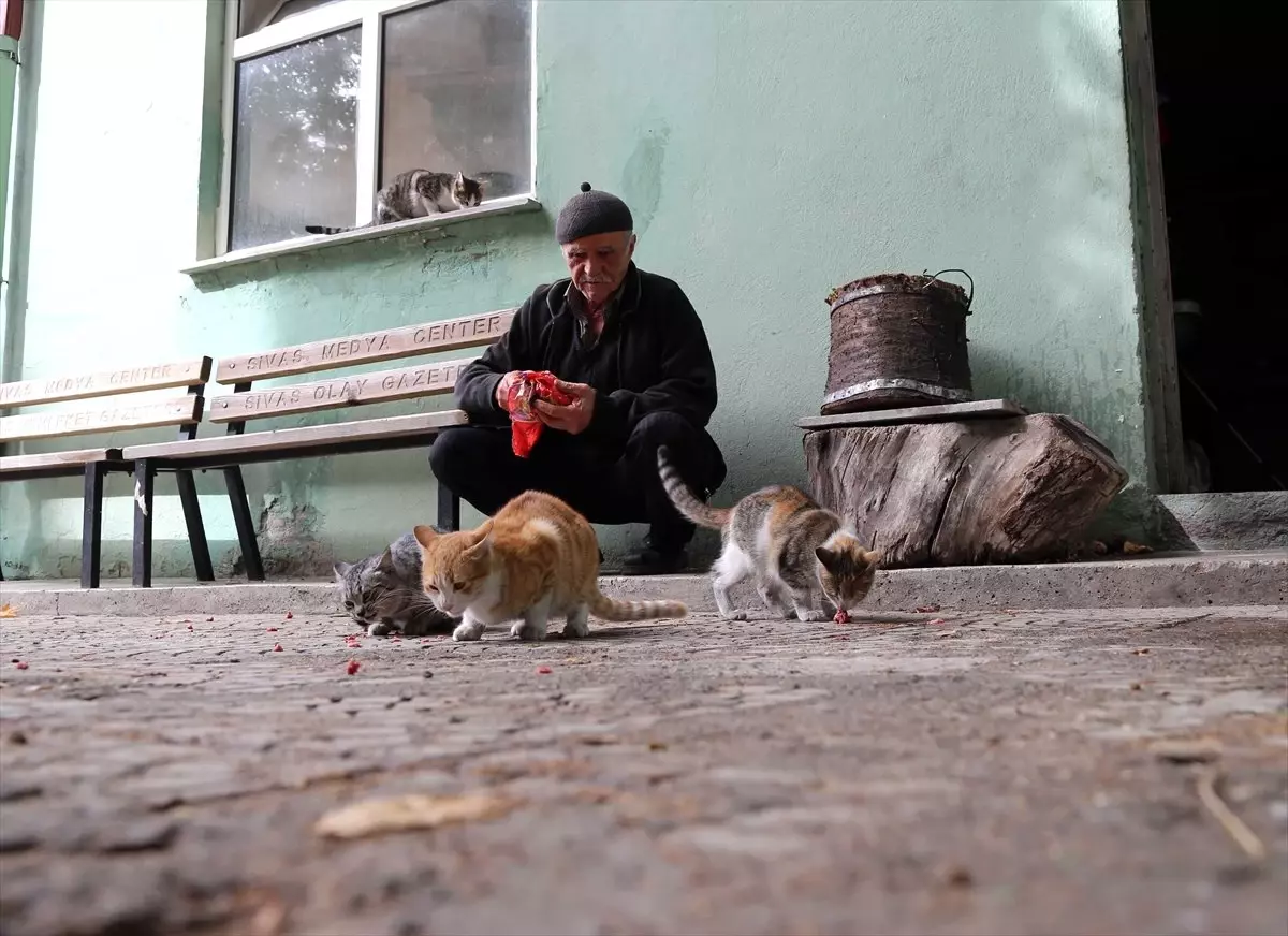 Sokak Kedilerine Çocuğu Gibi Bakıyor