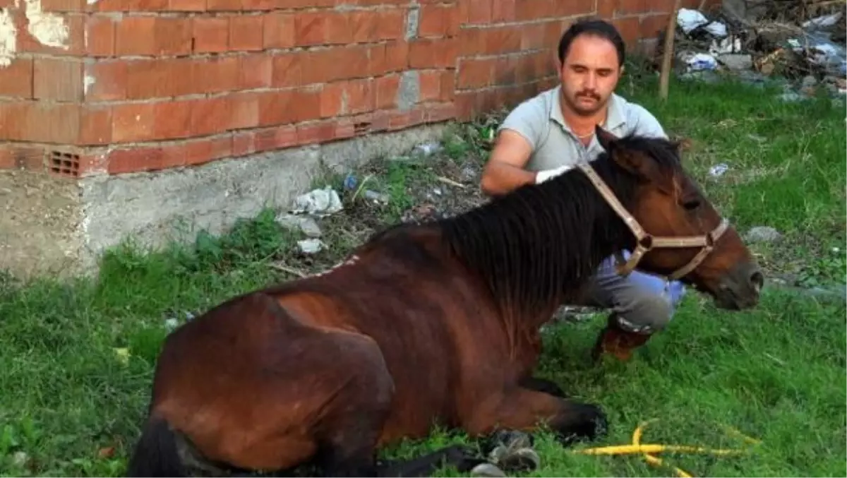 Terkedilen Hasta At, Hayata Döndürüldü