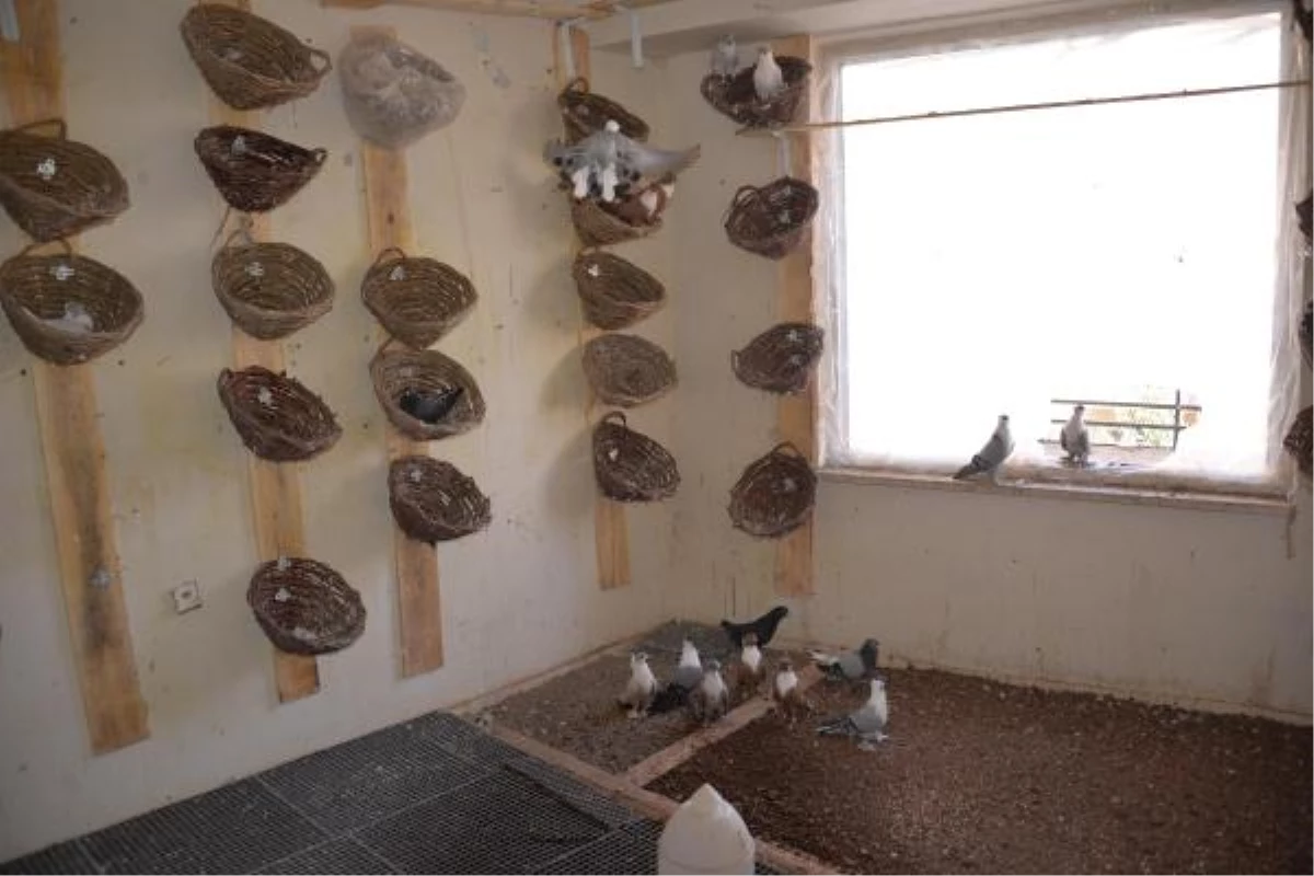 Türkiye\'nin İlk Güvercin Oteli Diyarbakır\'da Açıldı