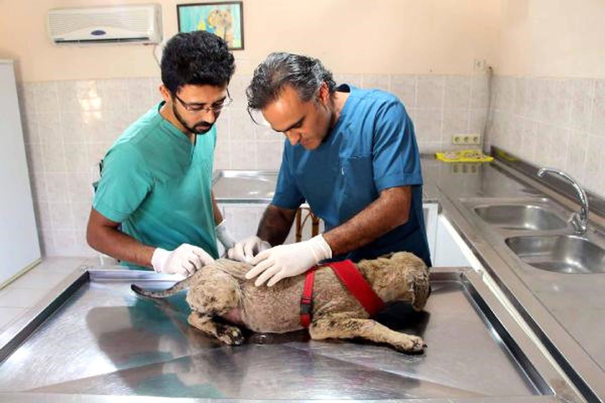 Ziftten Kurtarılan Köpek, İngiltere Yolcusu