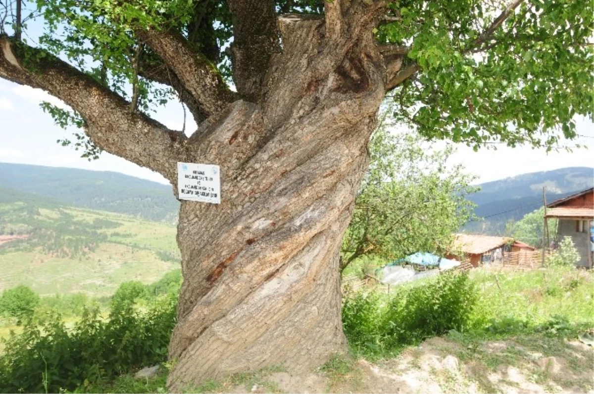 200 Yıllık Burgulu Armut Ağacı Görenleri Şaşırtıyor