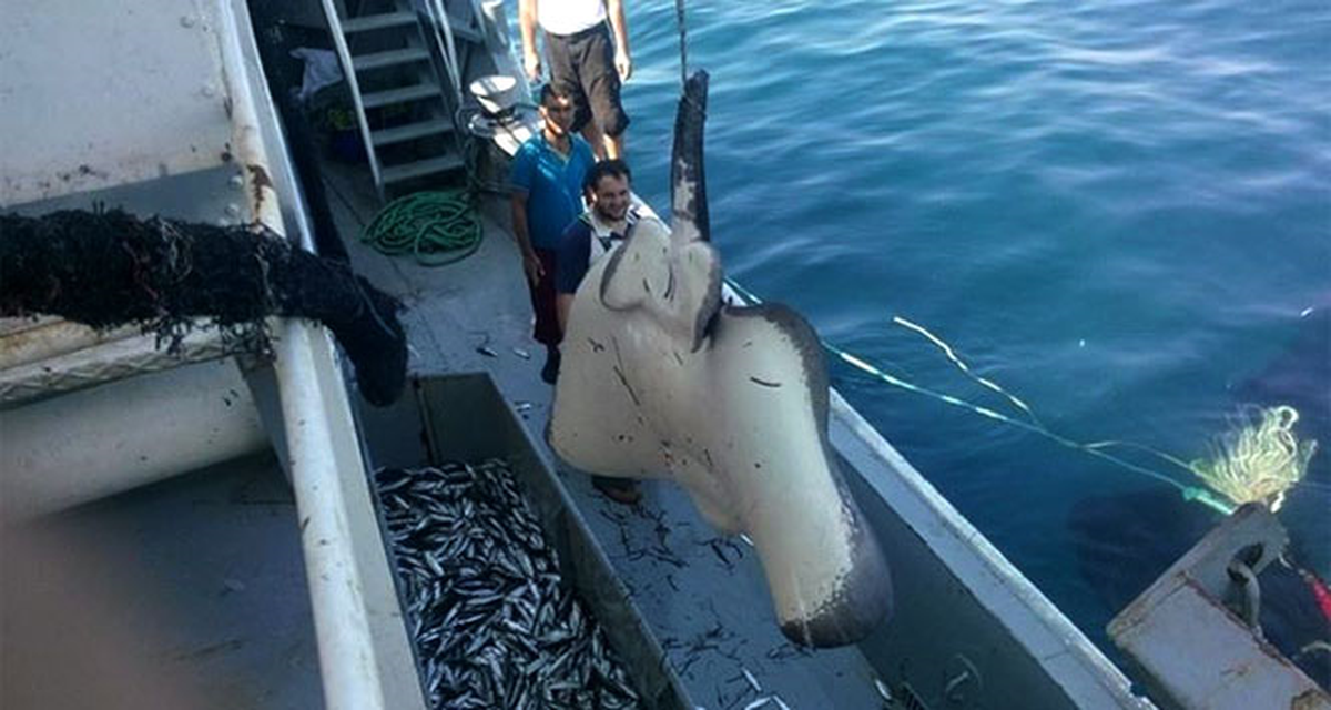 Bodrum'da Vantuz Balığı Şaşkınlığı