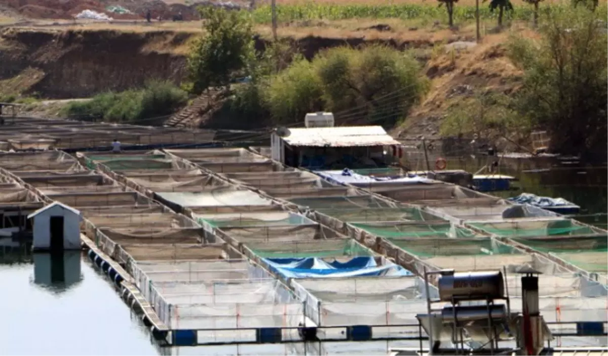 Denizi Yok, 15 Ülkeye Balık İhraç Ediyor