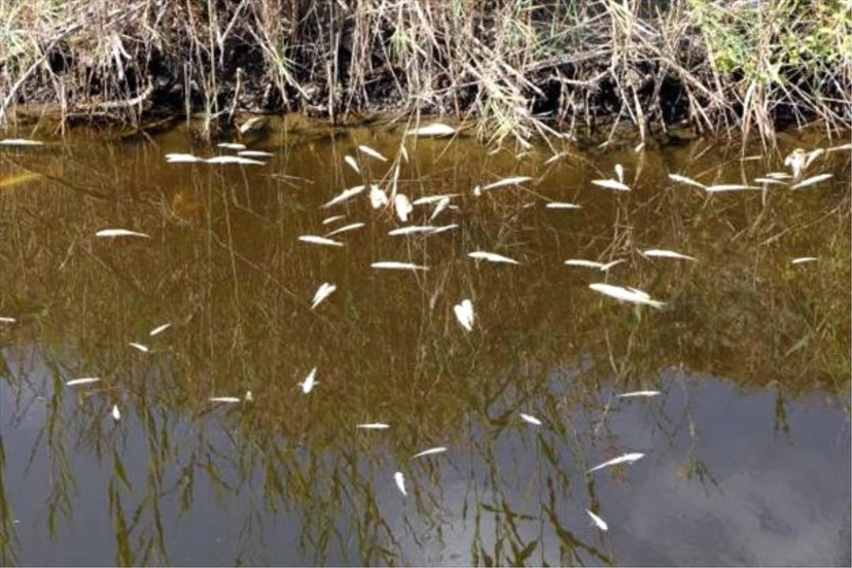 Fethiye\'de Toplu Balık Ölümleri