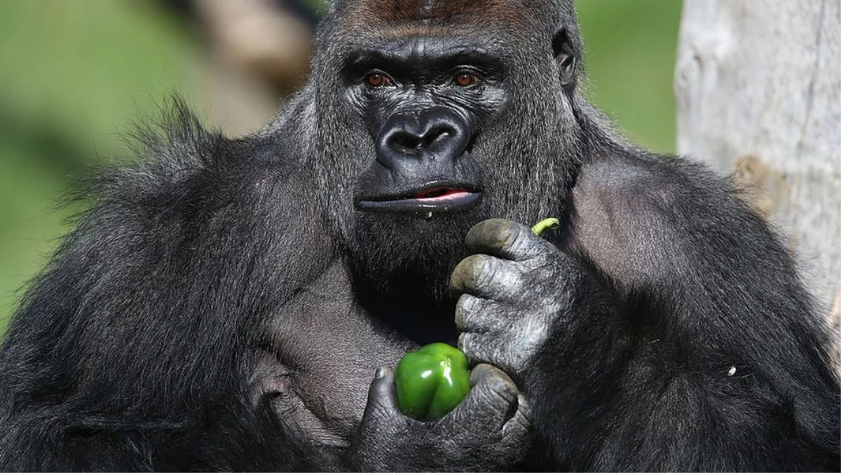 Firari Goril Kumbuka Beş Litre Meyve Suyu İçmiş