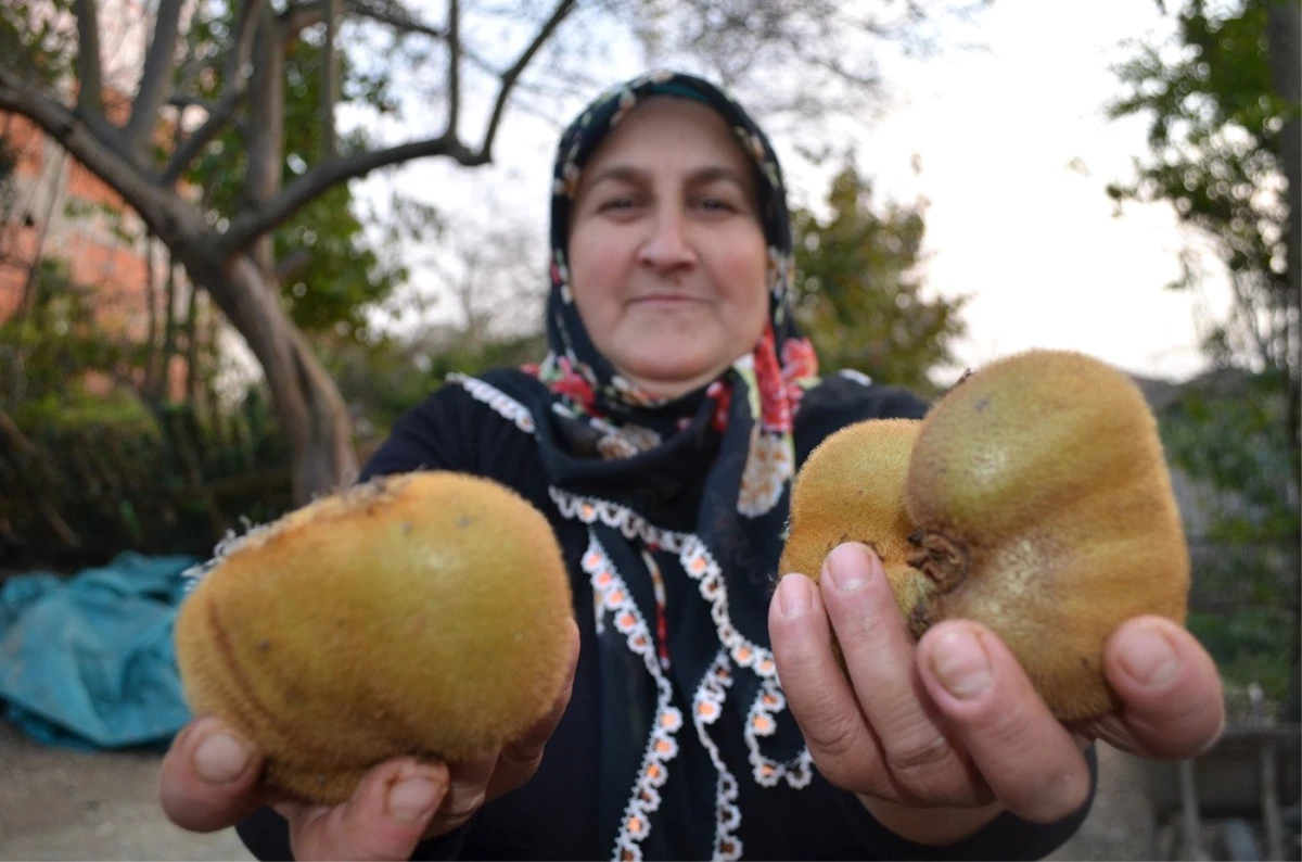 Kivi Pazarına Kahramanmaraş da Girdi