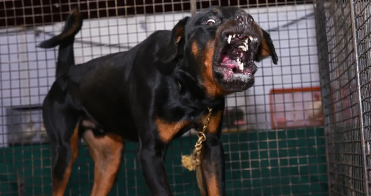 Köpeğine Saldıran Rottweiler\'i Uzaklaştırmak İsterken Baba-Oğulu Vurdu