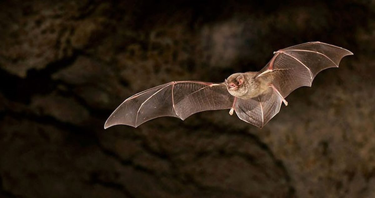 Mağazadan Yarasa Açıklaması: Müşterimize Üzüntülerimizi Bildiririz