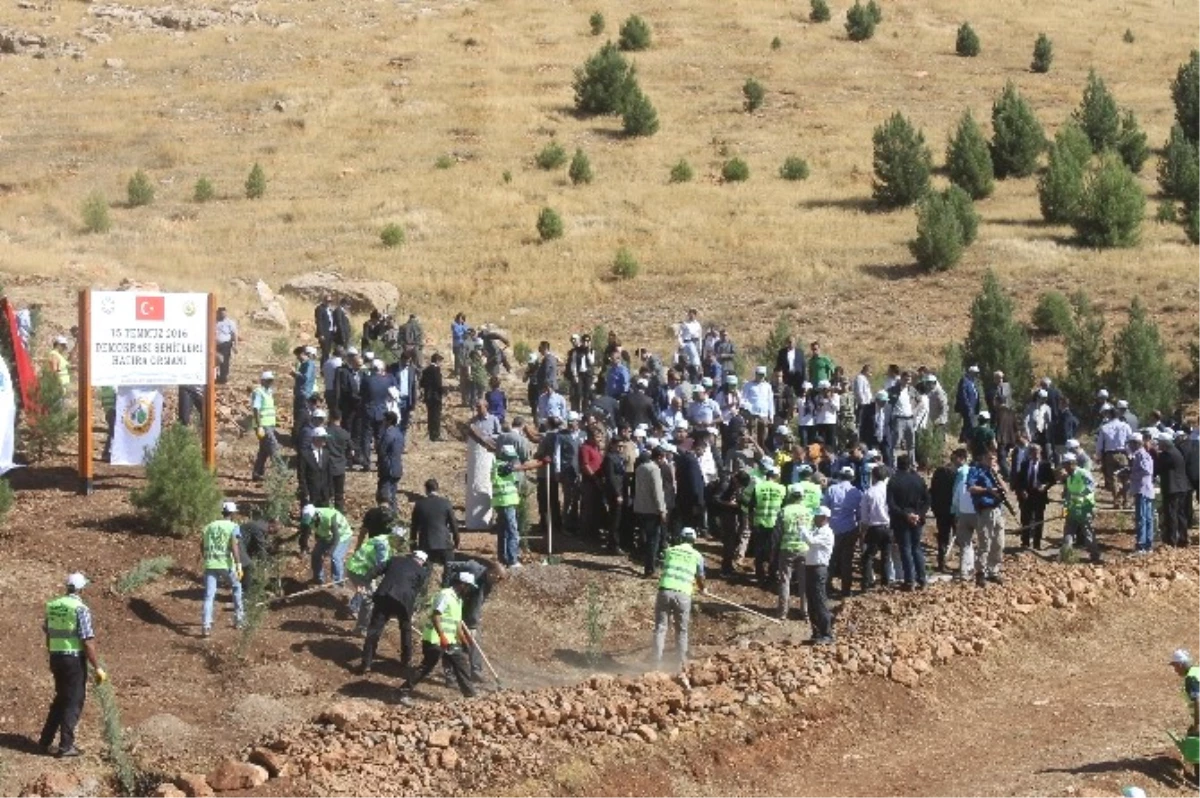 Mardin\'de 15 Temmuz Şehitleri Anısına Hatıra Ormanı Oluşturuldu