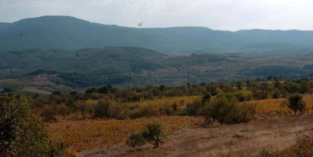 Pekmez Onların Hem Geçim Hem Şifa Kaynağı