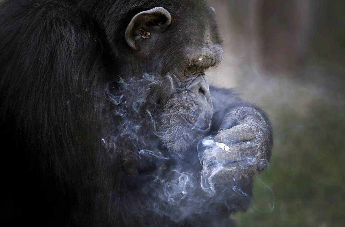 Sigara İçen Şempanze Geniş Yankı Uyandırdı