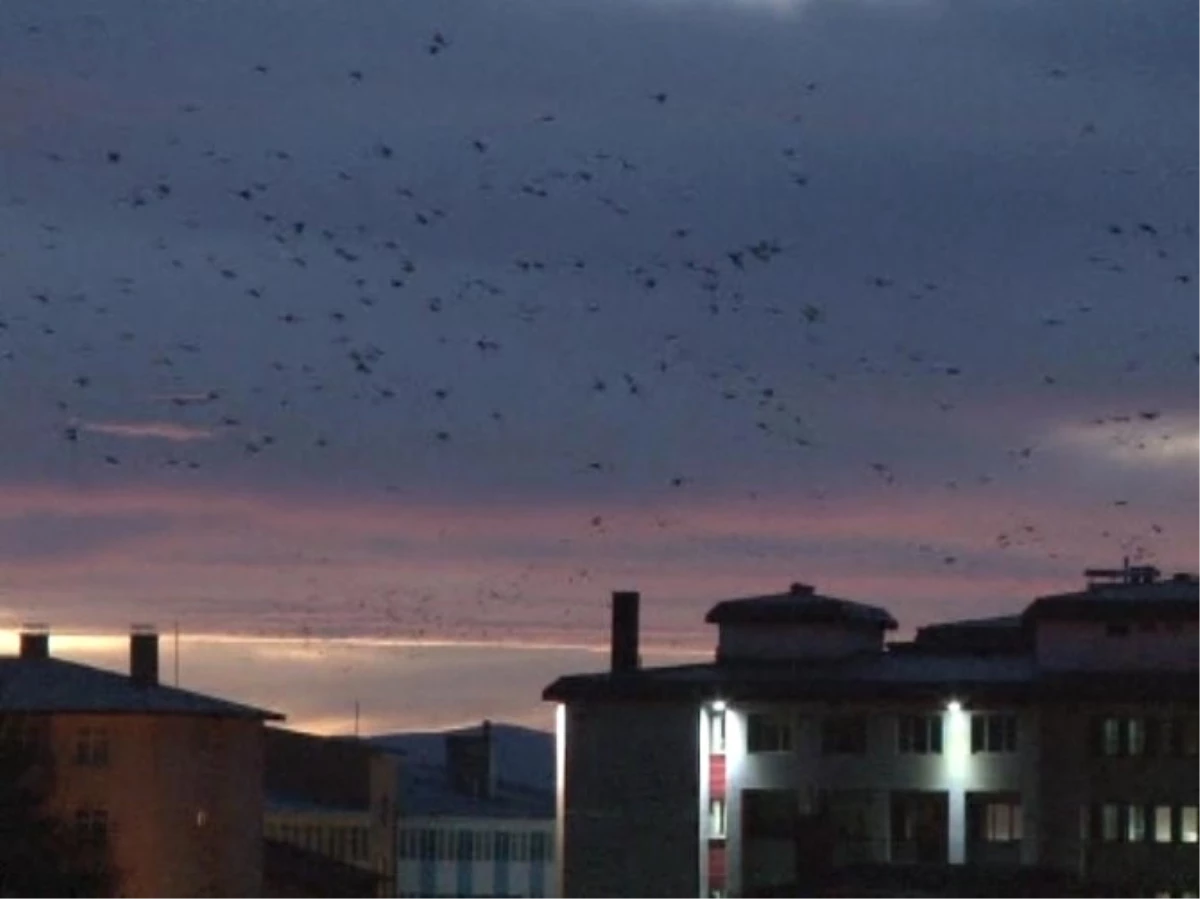 Erzurum\'da Yüksek Kesimlere Kar Düşmesiyle Kuşların da Göçü Başladı