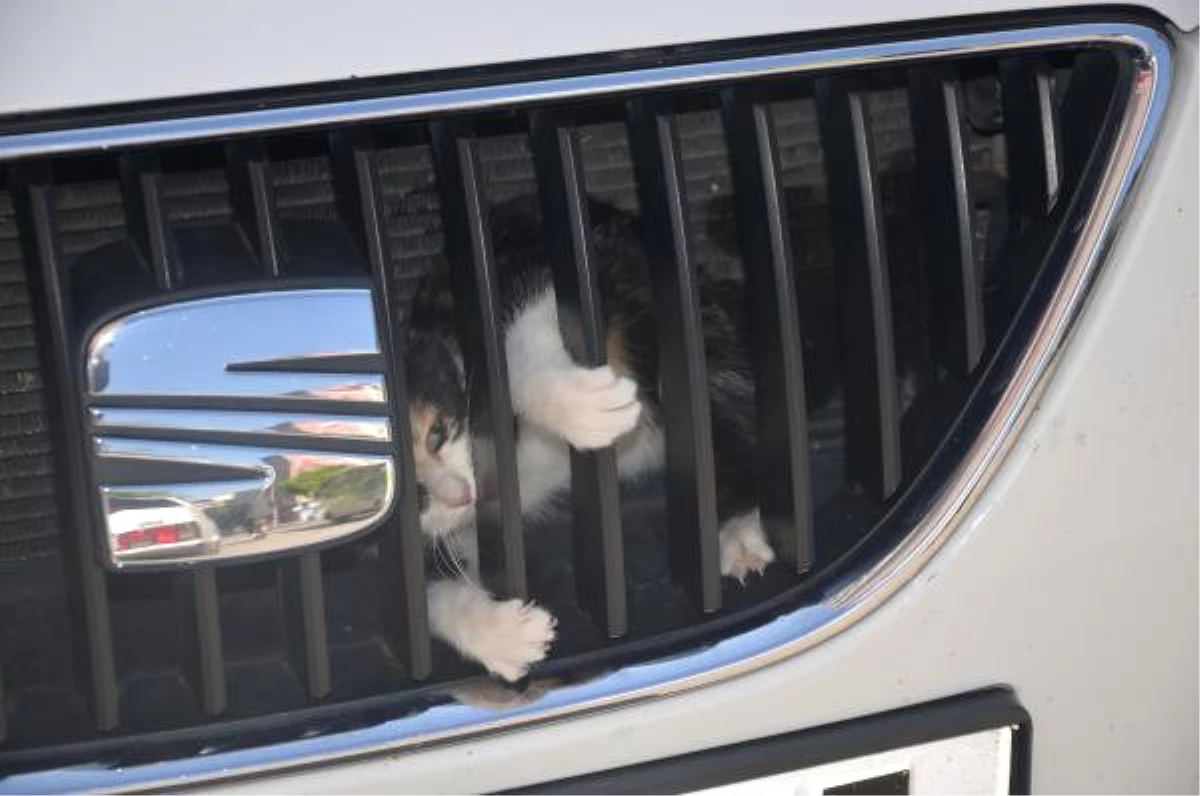 Otomobilin Motor Bölümüne Sıkışan Yavru Kedi Kurtarıldı
