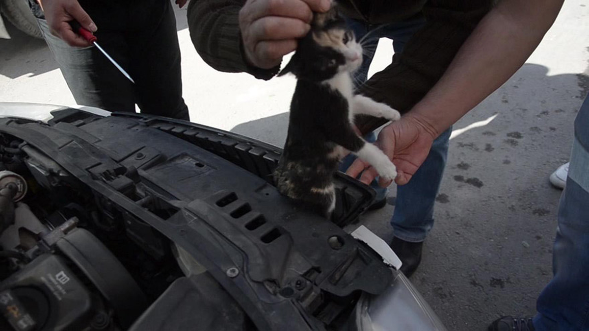 Otomobilin Motor Bölümüne Sıkışan Yavru Kedi Kurtarıldı