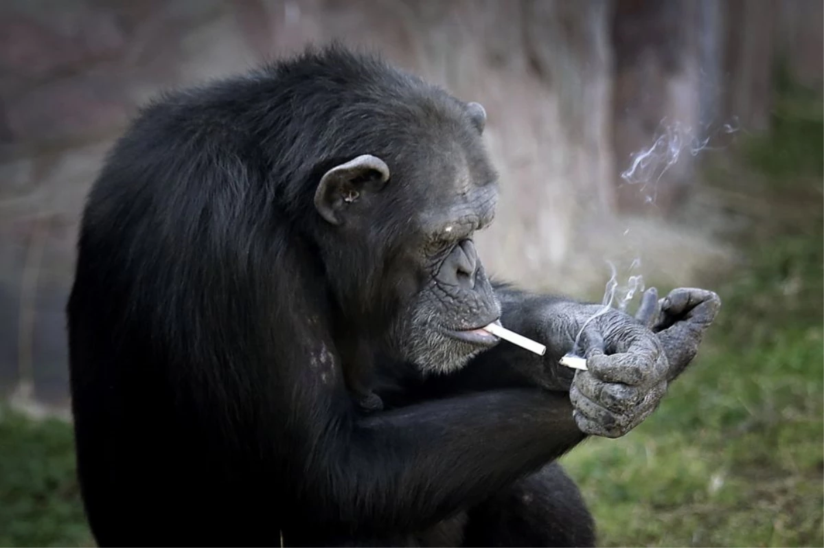 Peta: Şempanzeyi Zorla Sigaraya Alıştırdılar