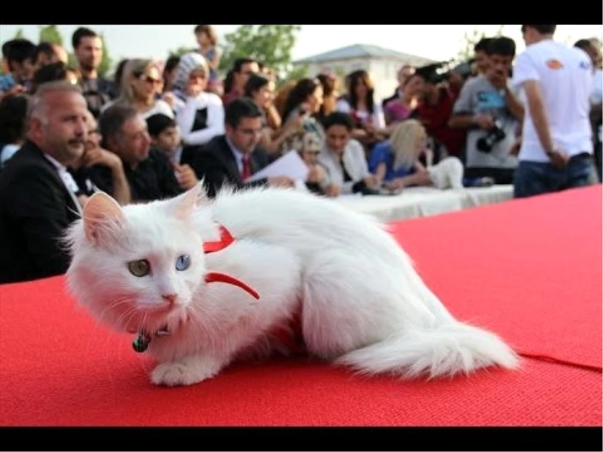 Ankara Kedisi Güzellik Yarışması\' Tescillendi