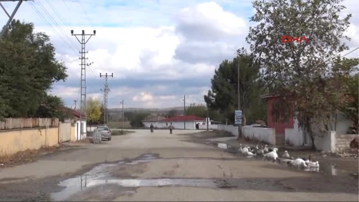 Edirne - Bulgaristan\'dan Sınırı Geçip Edirne\'ye Gelen Inekler Ortada Kaldı