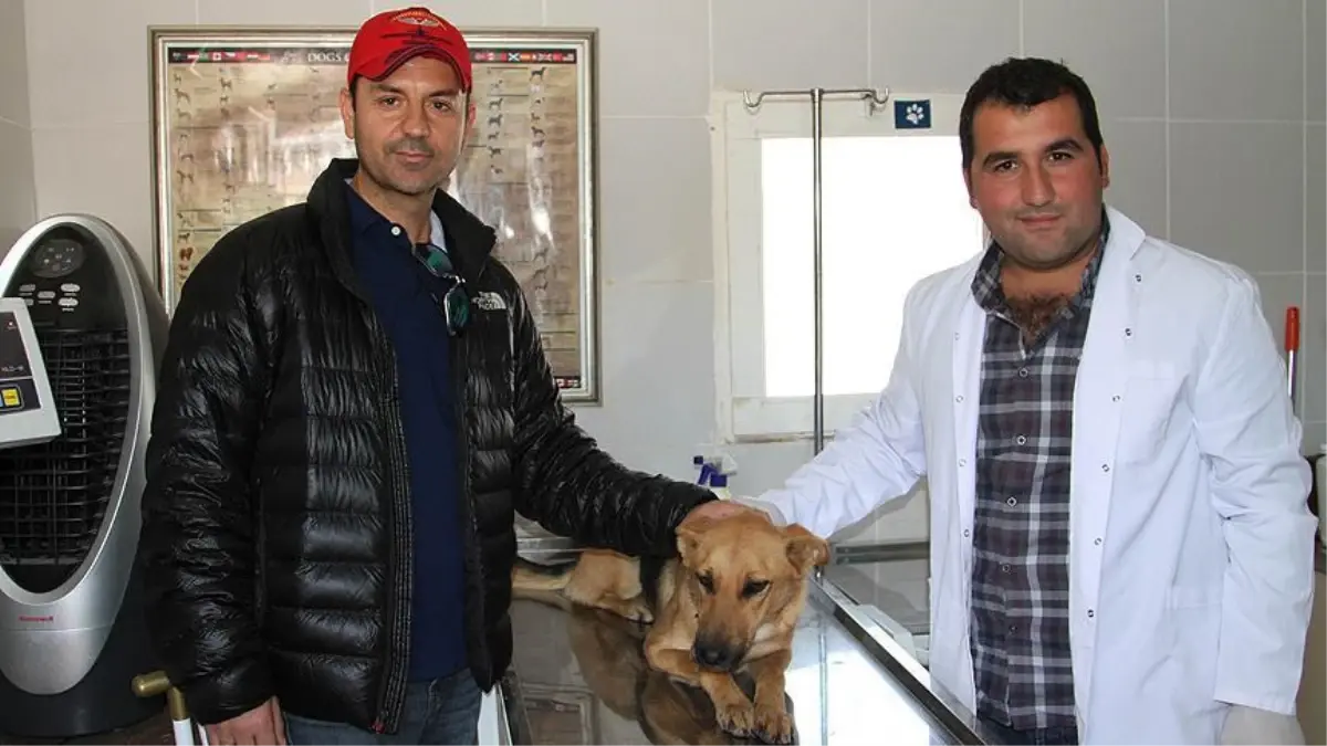 Köpeği Sahiplenmek İçin 500 Kilometre Yol Yaptı