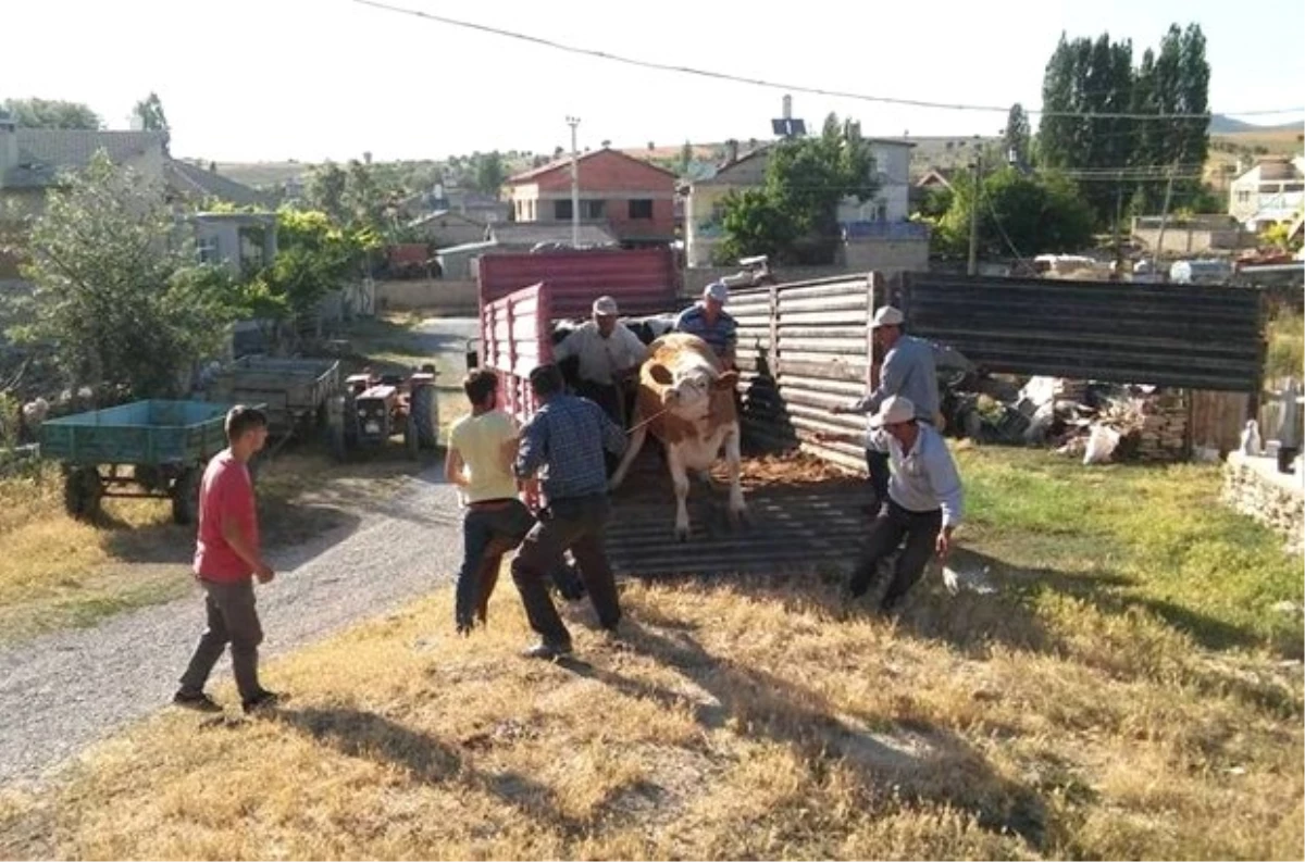 Seydişehir\'de Orman Köylülerine Süt İneği Dağıtıldı