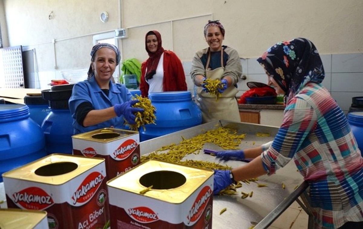 Biga\'dan Dünyaya Acı Biber Turşusu İhracatı