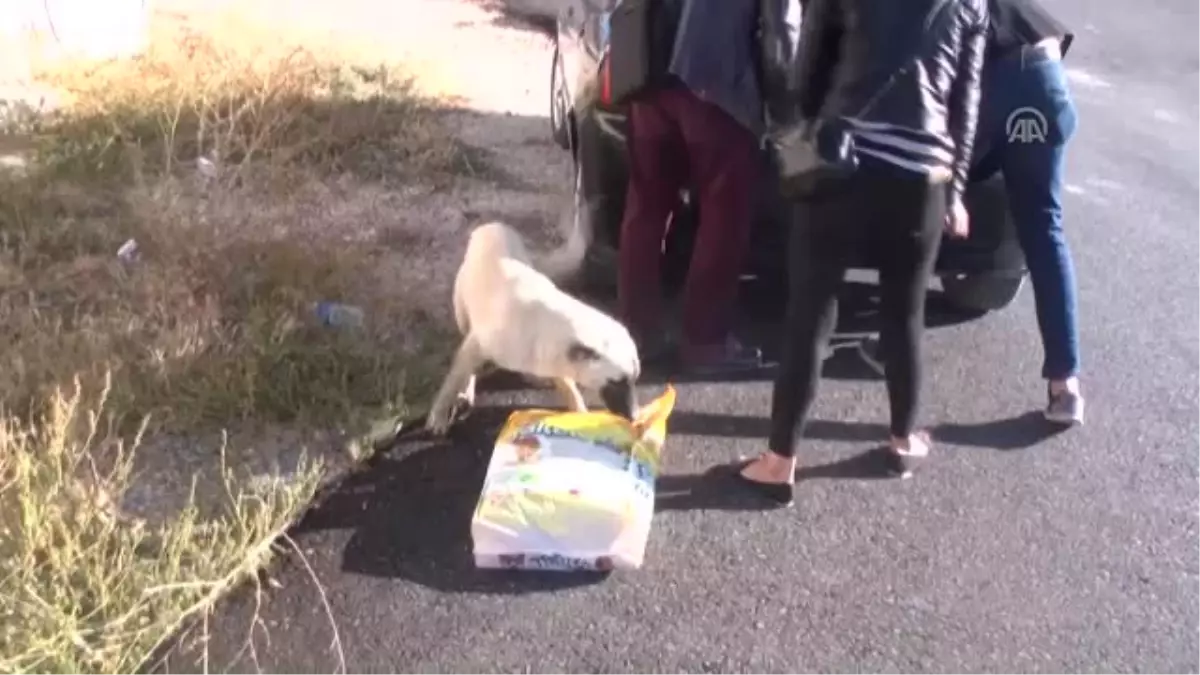 Üniversite Öğrencileri Sokak Hayvanlarını Besledi