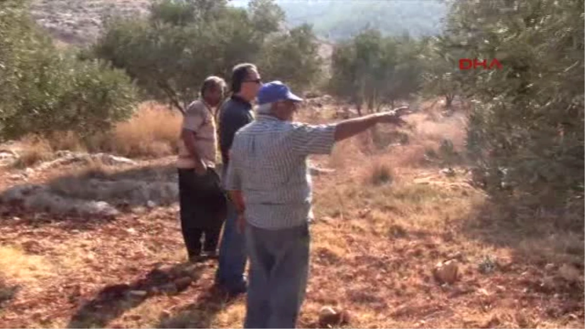 Iskenderun 6 Bin Zeytin Ağacının Bulunduğu Araziye TOKİ Inşaatı Başladı-yeniden