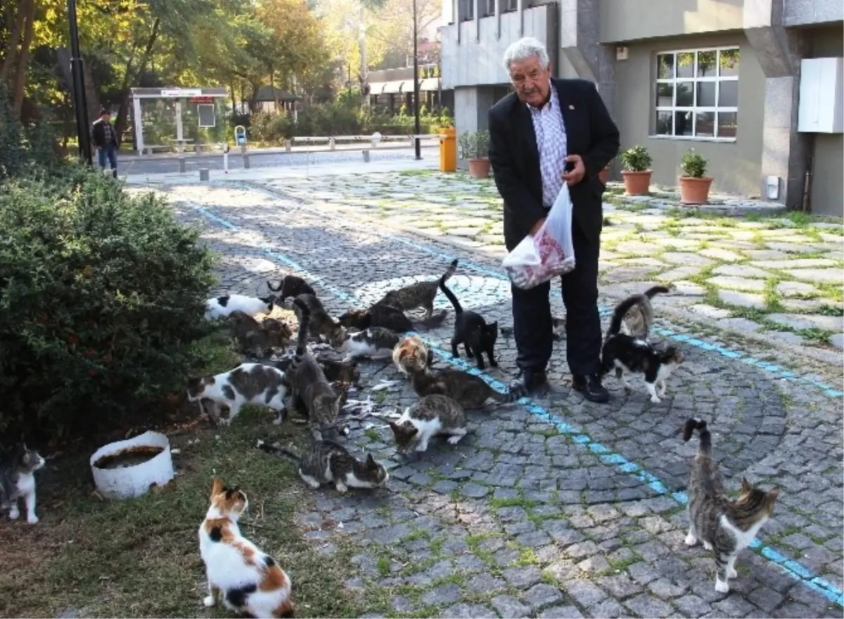 \'Kedi Bölüğü\' Sabah İçtimasında