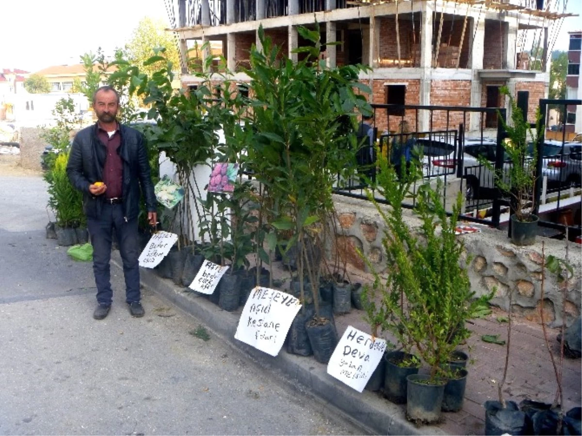 Sonbahar Mevsiminin Gelmesiyle Fidan Satışları da Başladı