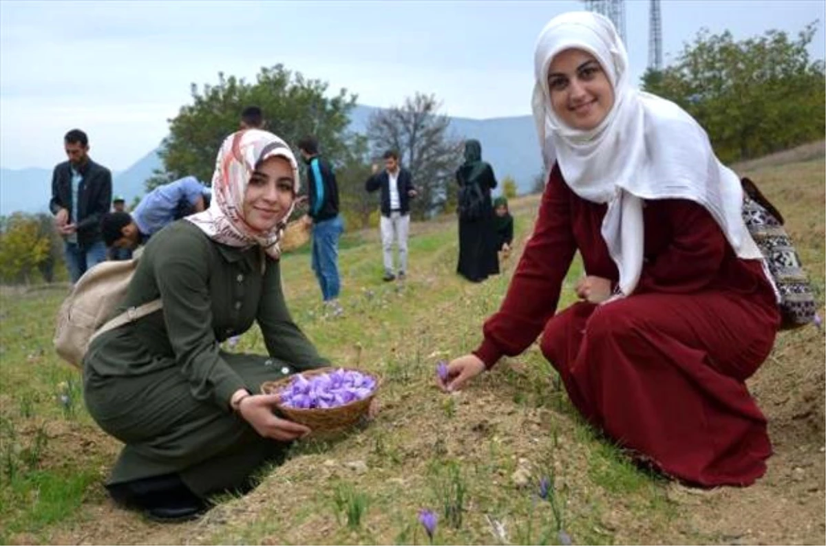 Yabancı Öğrenciler Safran Hasadına Katıldı