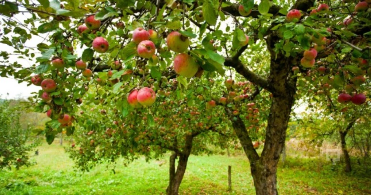 Çivril\'de Çiftçiler Elma Ağaçlarını Kesti