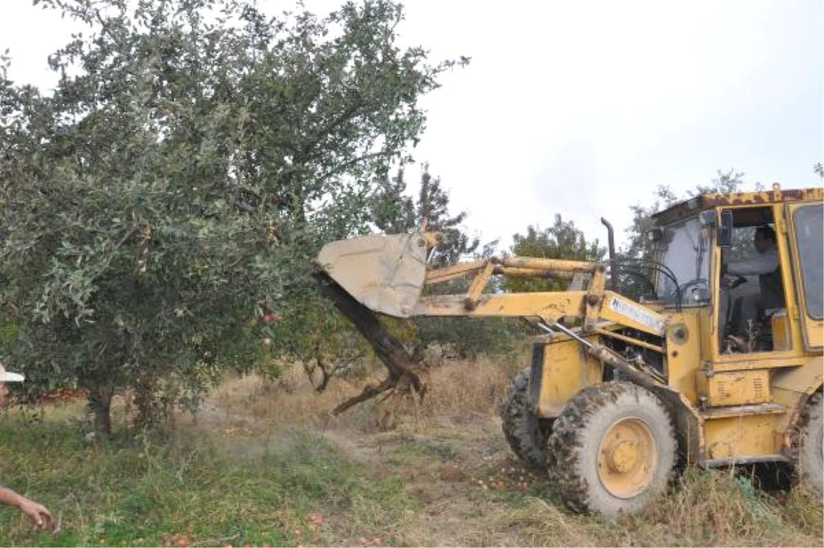 Çivril\'de Ürünü Para Etmeyen Elma Üreticileri Ağaçları Kökünden Söküyor
