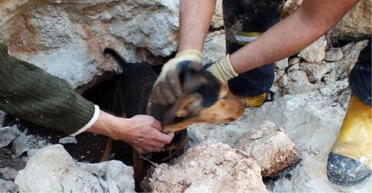 Eskişehir\'de Kayalıklarda Mahsur Kalan Köpek Kurtarıldı