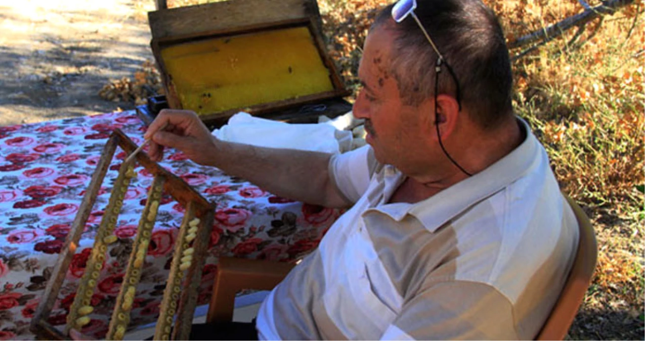 Çankırı'da Arı Sütü Üreten İmam: Birçok Hastalığa İyi Geliyor