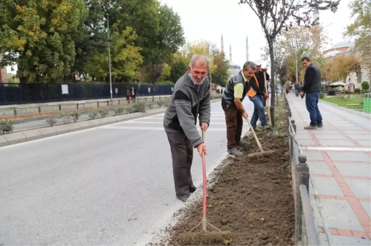 Kış Sezonuna Hercai Menekşe