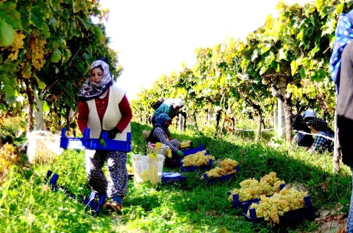 Sarıgöl\'de Yaş Üzüm Fiyatları Yüzleri Güldürüyor