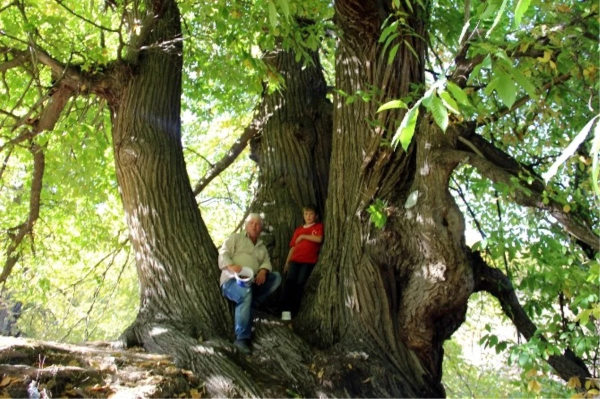 Türkiye\'nin En Yaşlı Kestane Ağacı Kütahya\'da