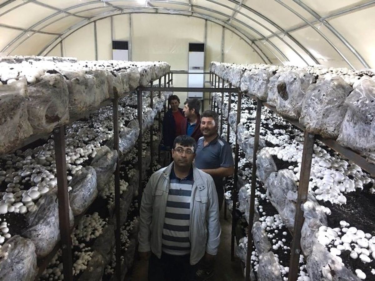 Beyşehir\'de Hibeden Yararlanan Genç Çiftçiler Kültür Mantarı Yetiştiriyor