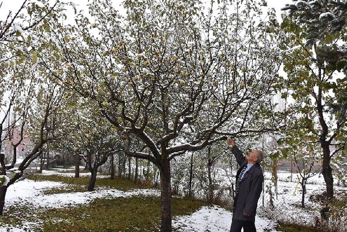 Elmalar Kar Altında Kaldı