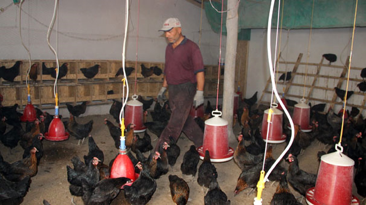 Hobi Amaçlı Başladı, Tavuk Çiftliği Kurdu
