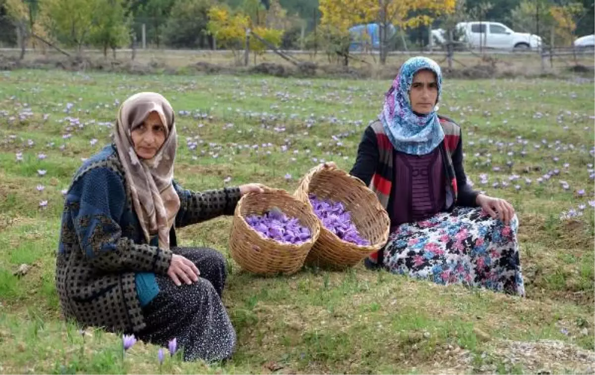 Karabük\'te Safran Ekimine Teşvik