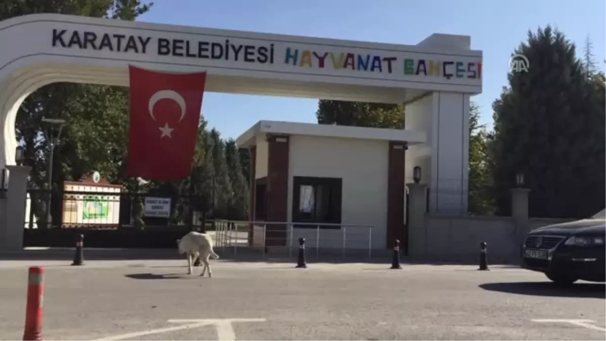 Konya\'da Tedavi Edilen Vaşak Doğaya Bırakılacak